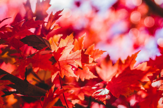 A Witch’s Guide to Energetic Hygiene Before Samhain